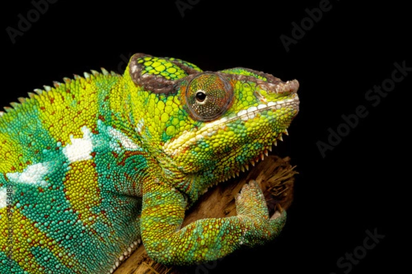 Obraz Kameleon „Furcifer Pardalis”