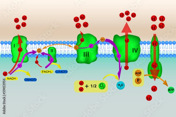 Obraz Electron transport chain