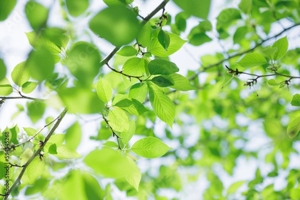 Fototapeta 新緑　イメージ　エコロジー