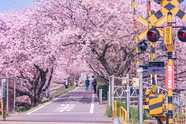 Obraz 満開の桜が咲くサイクリングロード