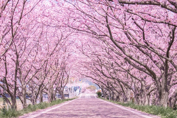 Obraz 桜並木が続く道