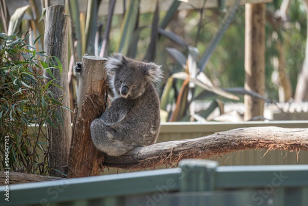 Obraz koala in a tree