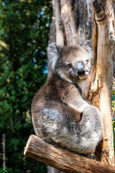 Obraz koala in a tree