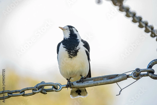 Obraz bird on a wire