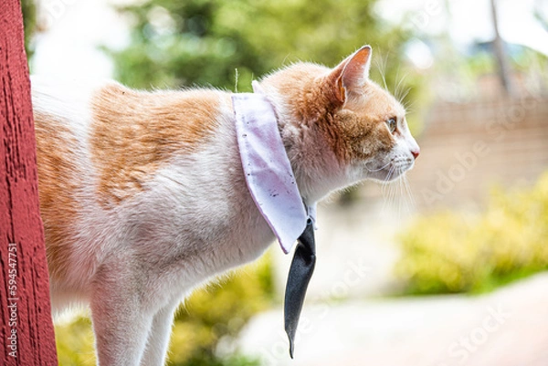 Obraz cat in the garden