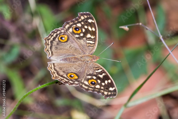 Fototapeta Lemon Pansy butterfly