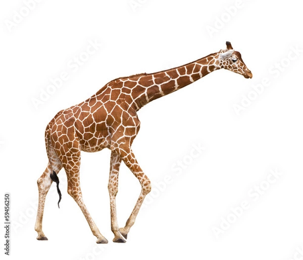 Obraz Giraffe (Giraffa camelopardalis)