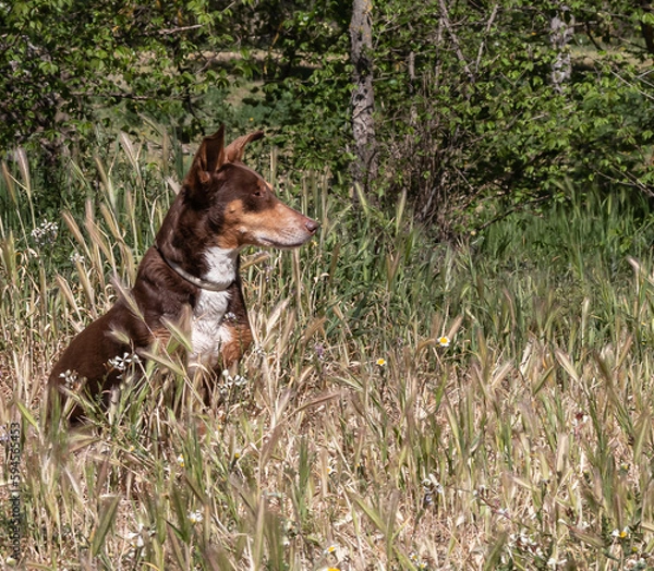 Fototapeta Small brown dog sat on the ground surrounded by grass in a sad mood