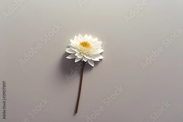 Obraz dry flower on white background4