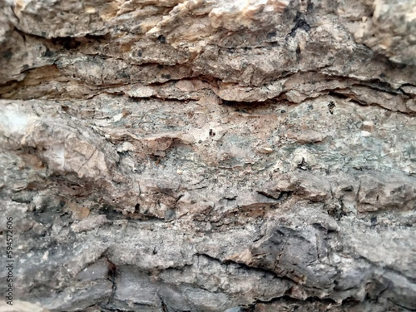 Fototapeta The surface of the old trees has many cracks.