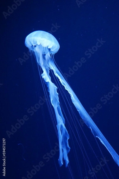 Fototapeta クラゲ