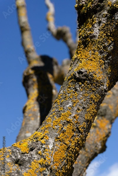 Obraz Closeup of a tree trunk with yellow moss