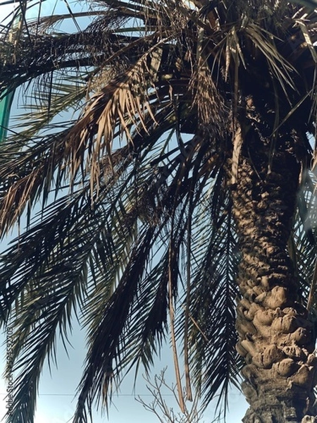 Obraz palm tree branches