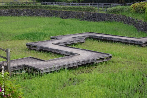 Obraz 公園湿地の遊歩道