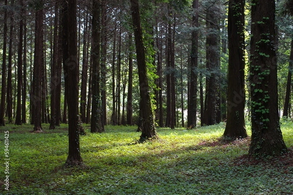 Obraz 林の木漏れ日