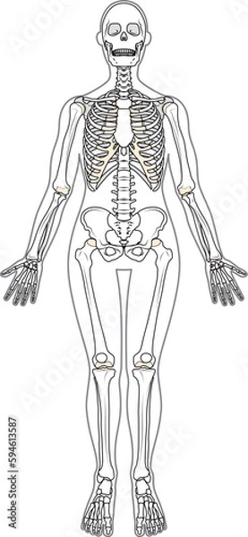 Obraz 全身骨格　前面　女性　体表あり