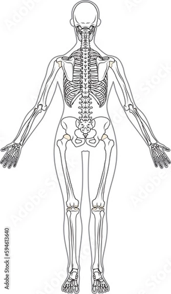 Obraz 全身骨格　後面　女性　体表あり