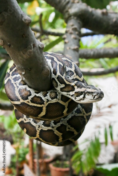 Obraz Burmese Python