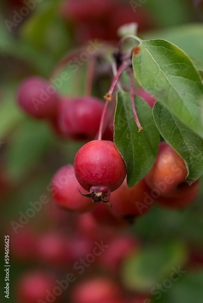 Fototapeta Close-up shot of red berries of Malus prunifolia grown in the garden in spring