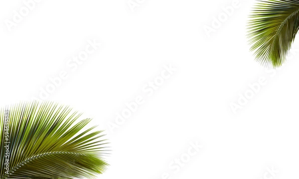 Obraz Isolated palm, coconut leaf design for poster and cards