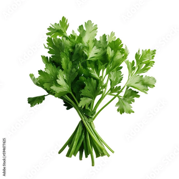 Obraz Parsley on white and transparent background.