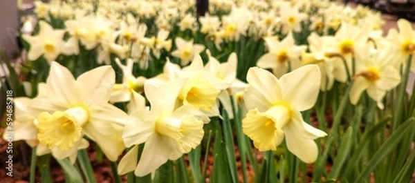 Obraz daffodils in spring