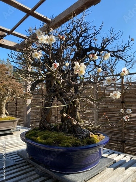 Obraz Bonsai, 盆栽
