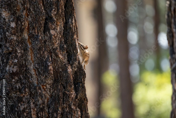 Fototapeta Lodgepole Chipmunk, climbing up the side of a pine tree in the Lake Tahoe area.