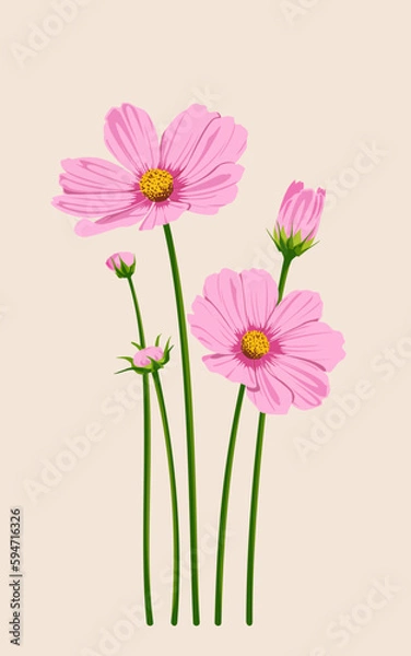 Obraz pink cosmos flowers