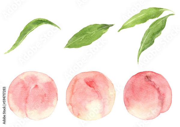 Obraz 桃の果実と葉っぱのセット　手描き水彩イラスト
