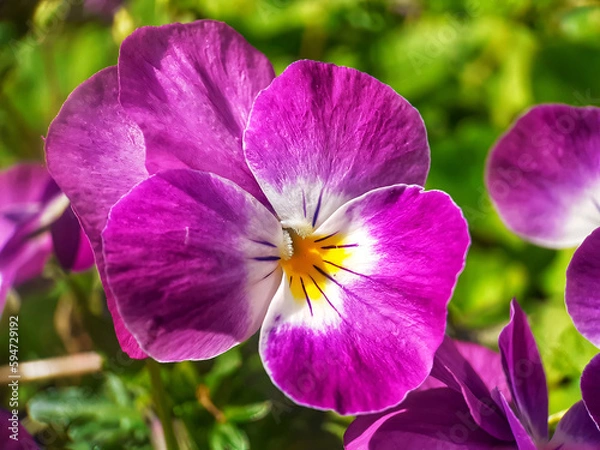 Obraz purple and yellow flowers