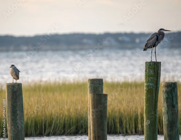 Obraz Birds on Poles 