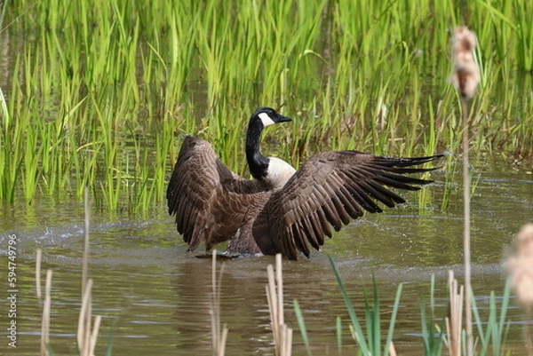 Obraz goose bathing 