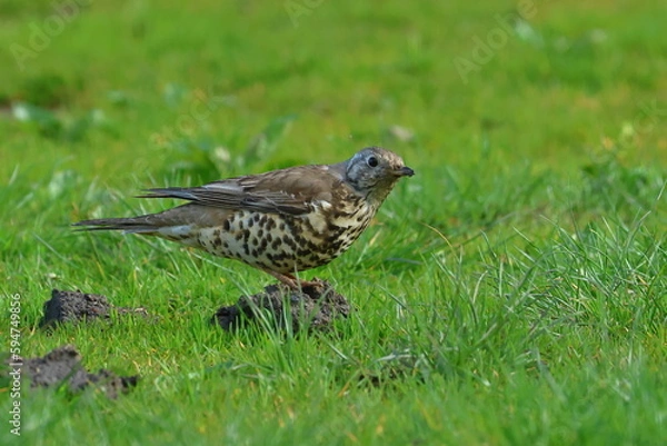 Obraz mistle on a mole hill