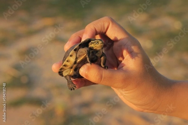 Obraz The Amboina box turtle or Southeast Asian box turtle is held by someone