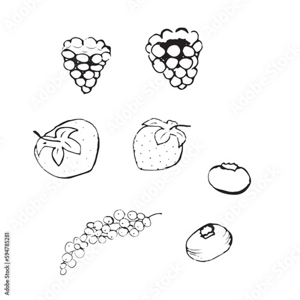 Fototapeta Vector illustration. A set of berries made in the style of hand drawing. Raspberries, strawberries, blueberries and currants in black and white.