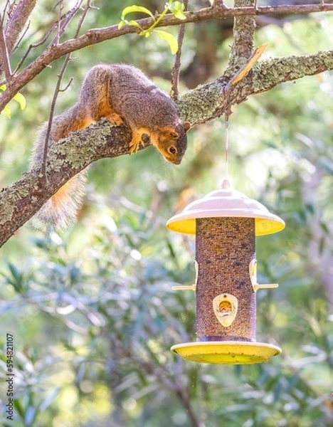 Obraz Squirrel on the tree looking for food