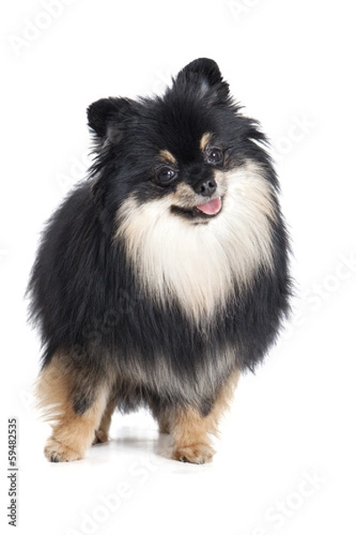 Fototapeta Pomeranian