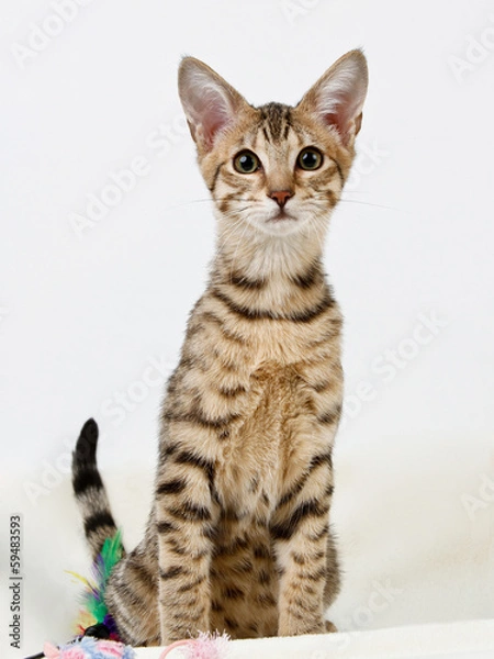 Obraz Kater Saavannah