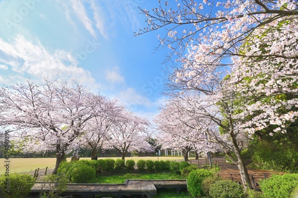 Obraz 公園の桜と青空