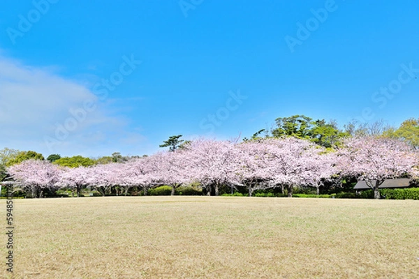 Obraz 桜並木と青空
