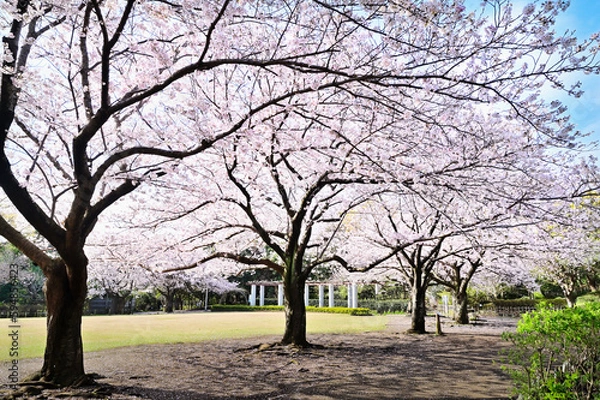 Obraz 公園の満開の桜並木
