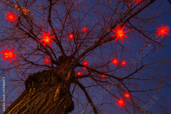 Fototapeta Weihnachtssterne
