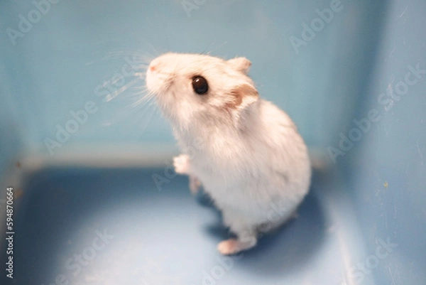 Obraz 横向きで何かを見つめている可愛いジャンガリアンハムスターの写真