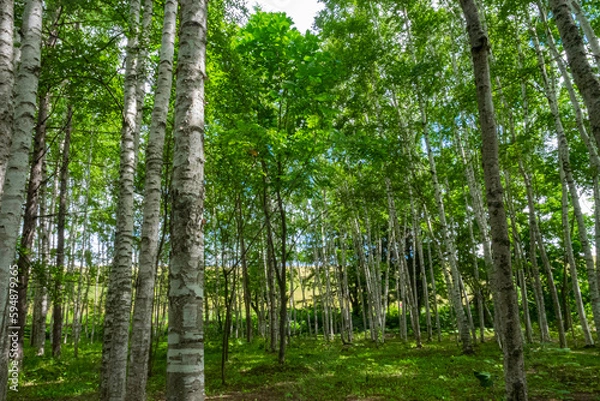 Obraz 北海道の風景
