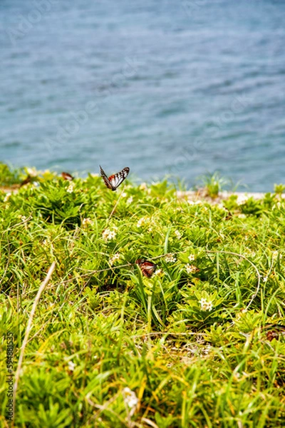 Obraz アサギマダラ