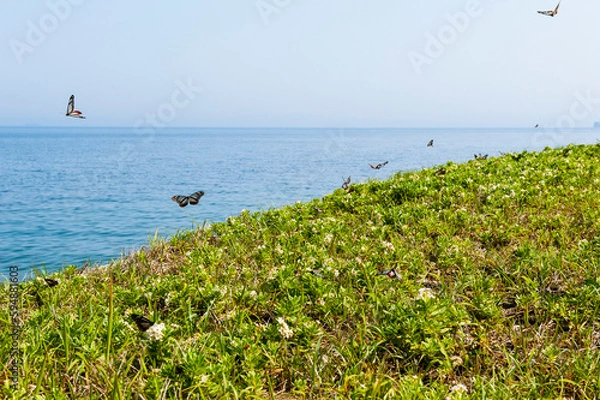 Obraz アサギマダラ