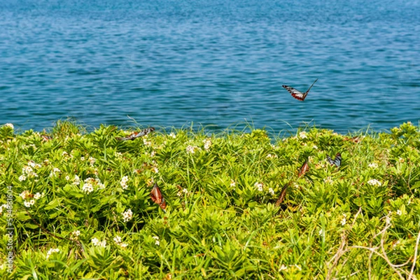 Obraz アサギマダラ