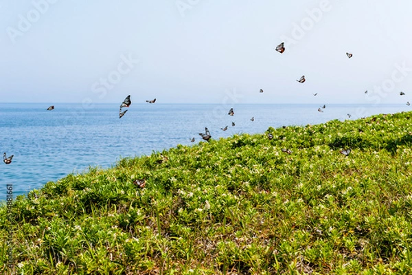 Obraz アサギマダラ