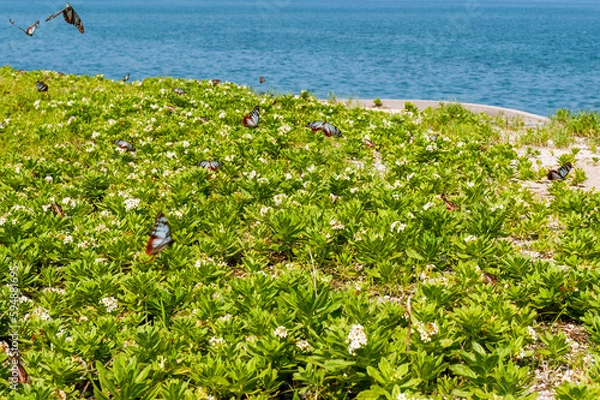 Obraz アサギマダラ